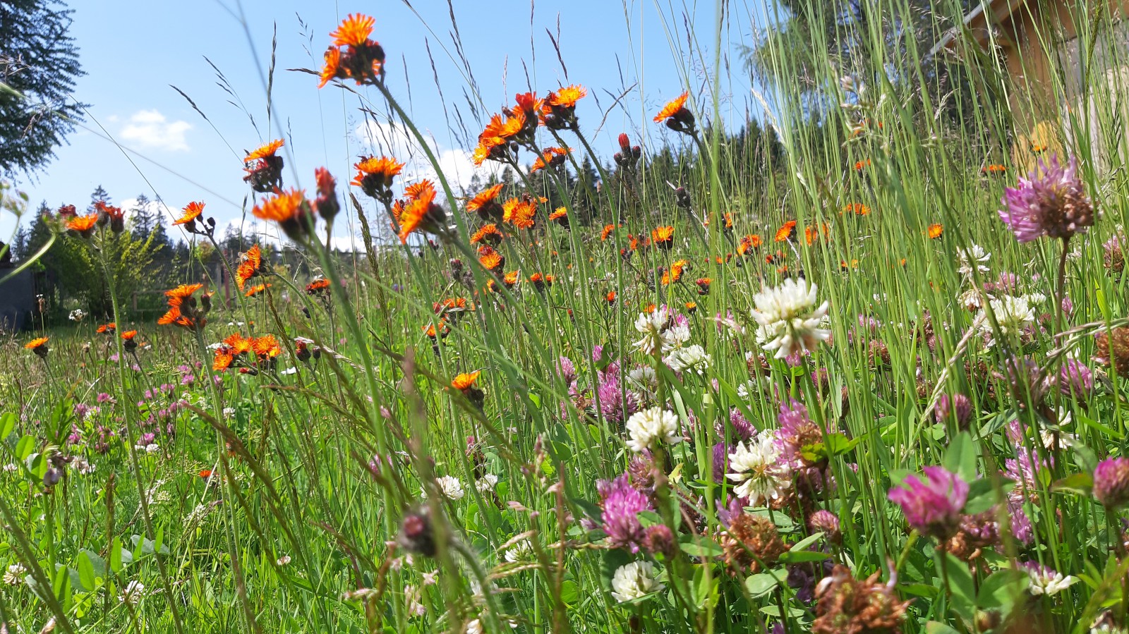 Frühlingswiesen im Erzgebirge
