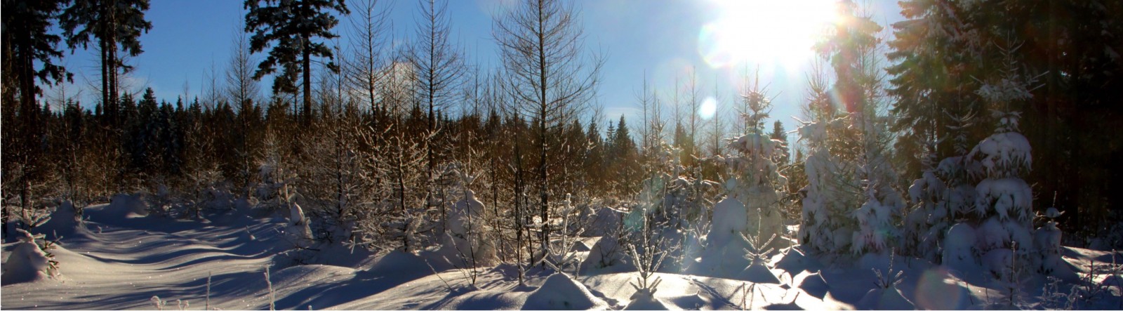 Erzgebirge Winterwald 