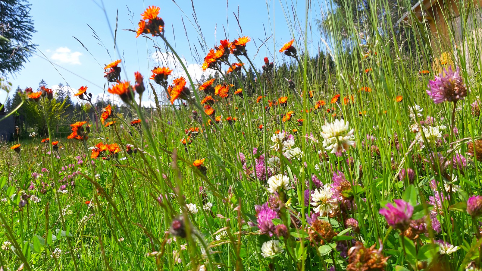 wilde Blumen im Erzgebirge