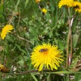 1 Natur Erzgebirge