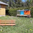 wir lieben Bienen