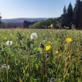 Frühlingswiese Erzgebirge