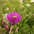 Biene auf einer Distel