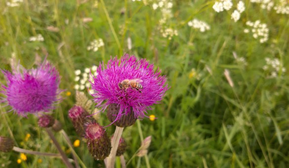 Biene in der Distel