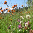 Frühlingswiesen im Erzgebirge