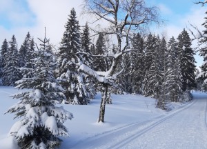 Kammloipe Erzgebirge
