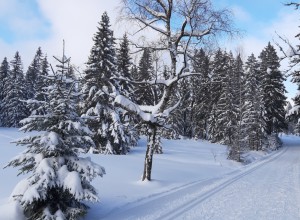 Kammloipe Erzgebirge