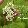 Blühende Vogelbeere