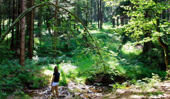 Wald Erzgebirge