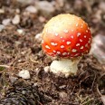 Pilze im Erzgebirge