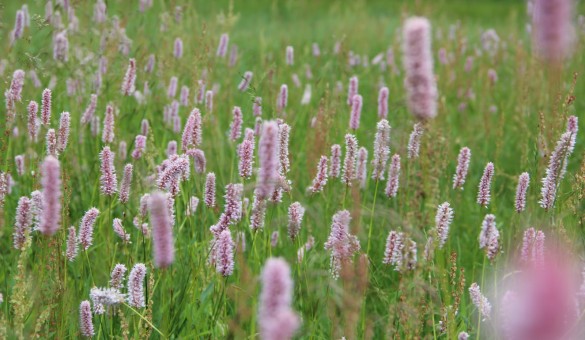 Erzgebirge Blumenwiese