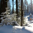 Winterwald im Erzgebirge