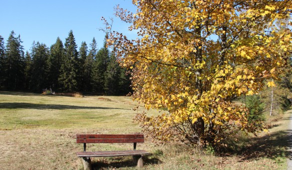 Herbst im Erzgebirge