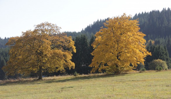 Herbst Erzgebirge