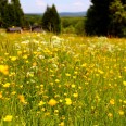 Sommer im Erzgebirge