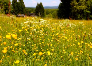 Sommer im Erzgebirge