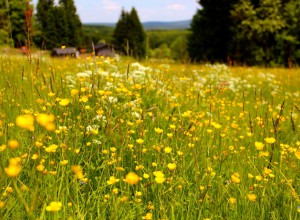 Sommer im Erzgebirge