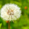 Sommer im Erzgebirge