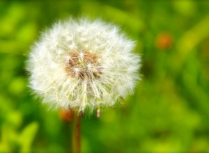 Sommer im Erzgebirge