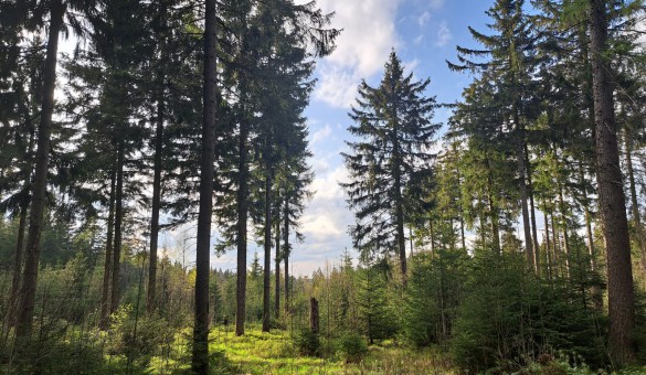 Frühling im Erzgebirge