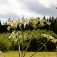Natur im Herbst