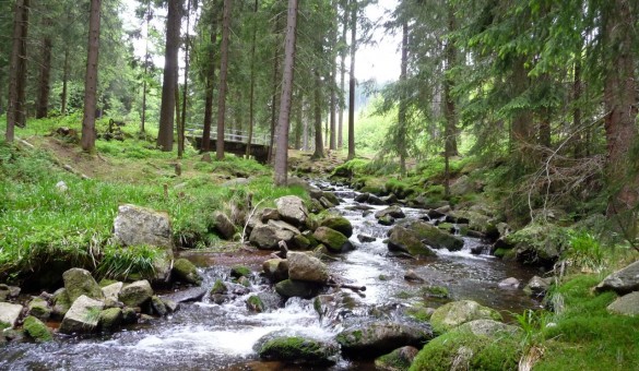 Steinbachtal im Erzgebirge