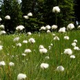 Wollgras im Hochmoor Erzgebirge