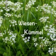 Wiesen-Kümmel