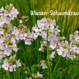 Wiesen-Schaumkraut