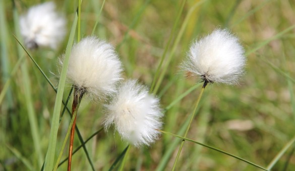 Wollgras im Erzgebirge